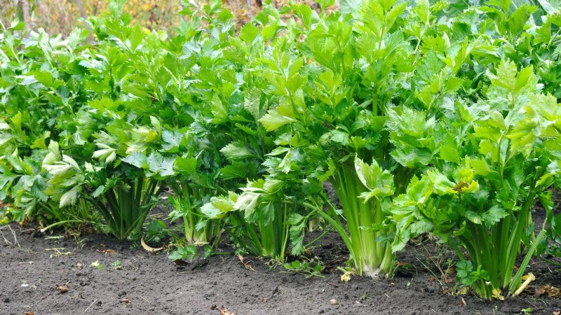 Challenging Vegetables for the Home Gardener: A Realistic Guide