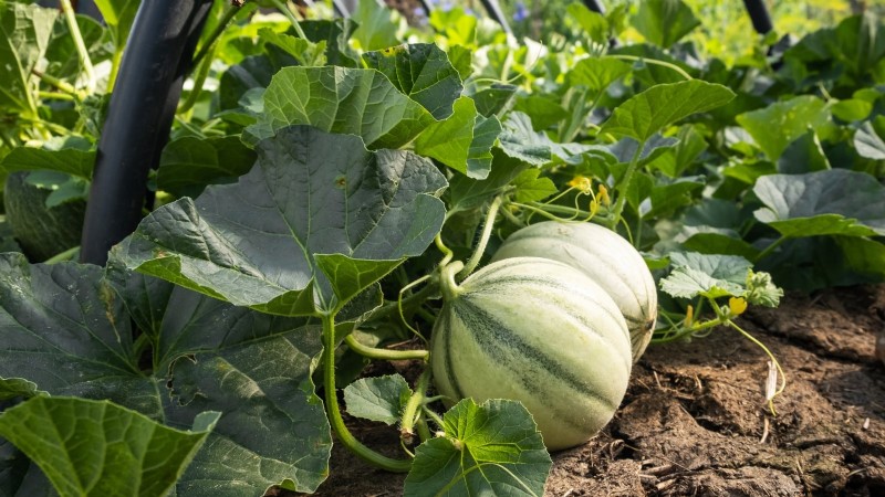 Challenging Vegetables for the Home Gardener: A Realistic Guide