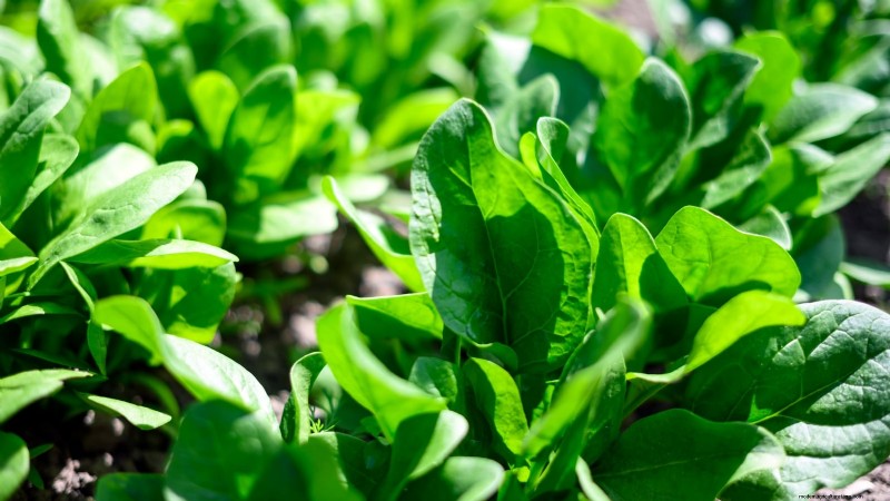 Challenging Vegetables for the Home Gardener: A Realistic Guide