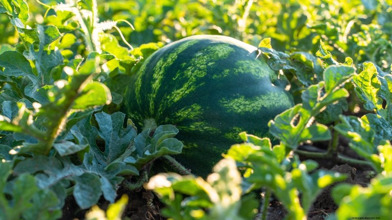 Challenging Vegetables for the Home Gardener: A Realistic Guide