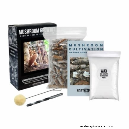 Fall Mushroom Growing: A Simple Beginner s Guide