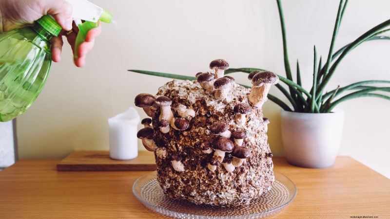 Fall Mushroom Growing: A Simple Beginner s Guide