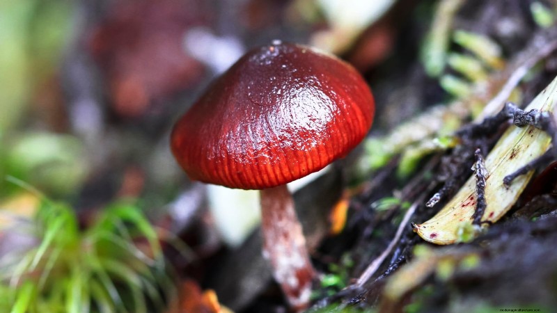Fall Mushroom Growing: A Simple Beginner s Guide