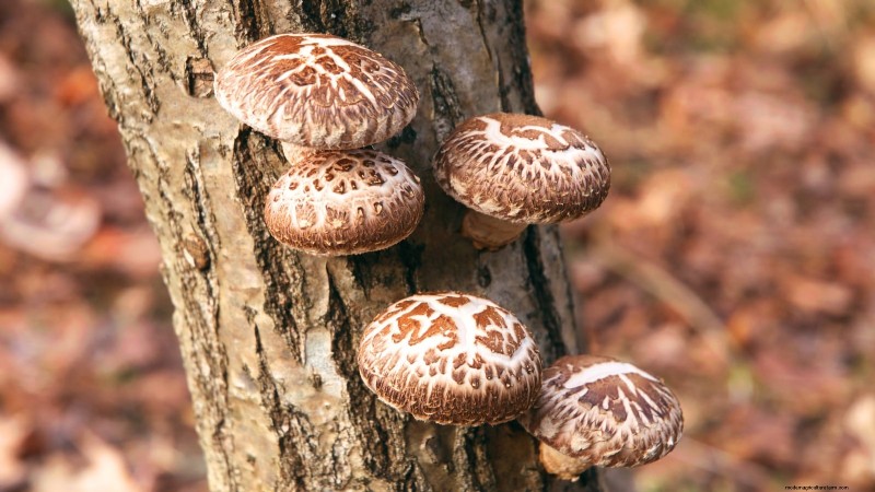 Fall Mushroom Growing: A Simple Beginner s Guide