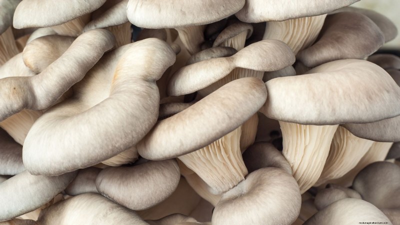 Fall Mushroom Growing: A Simple Beginner s Guide