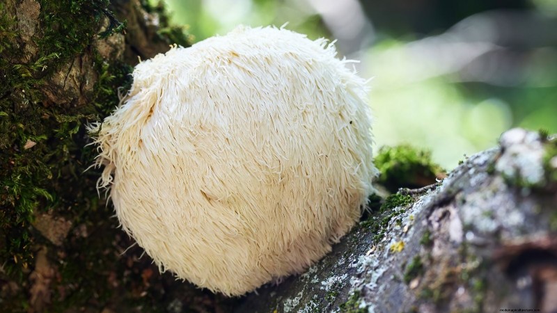 Fall Mushroom Growing: A Simple Beginner s Guide