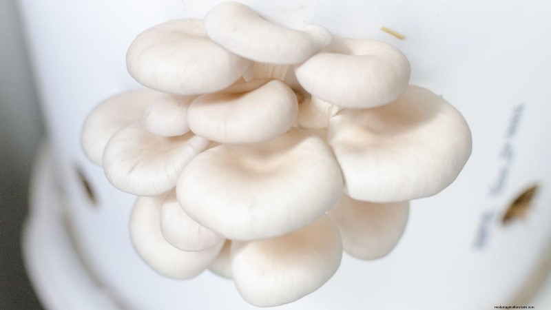 Fall Mushroom Growing: A Simple Beginner s Guide
