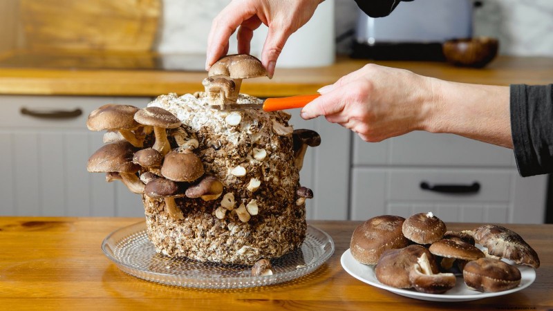Fall Mushroom Growing: A Simple Beginner s Guide