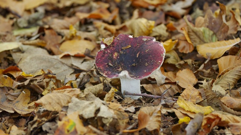 Fall Mushroom Growing: A Simple Beginner s Guide