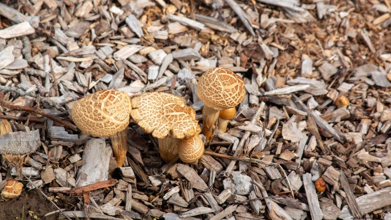 Fall Mushroom Growing: A Simple Beginner s Guide