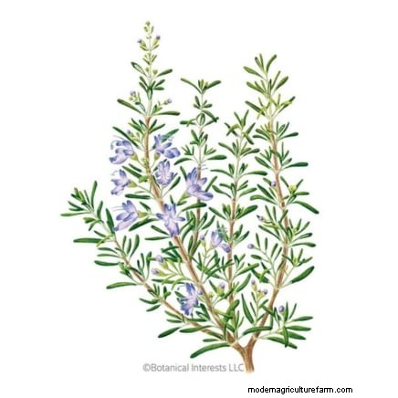 Best European Herbs for Autumn Planting & Flavor