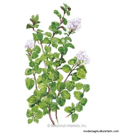 Best European Herbs for Autumn Planting & Flavor