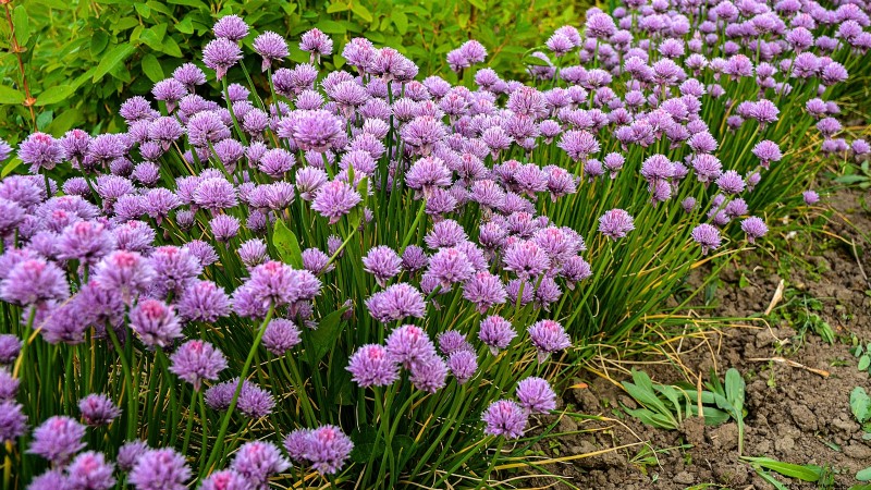 Best European Herbs for Autumn Planting & Flavor