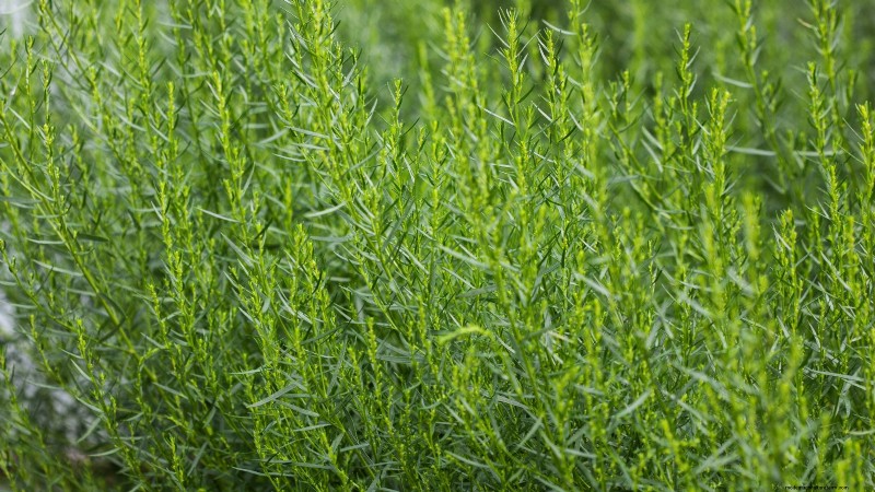 Best European Herbs for Autumn Planting & Flavor