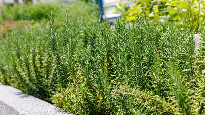 Best European Herbs for Autumn Planting & Flavor