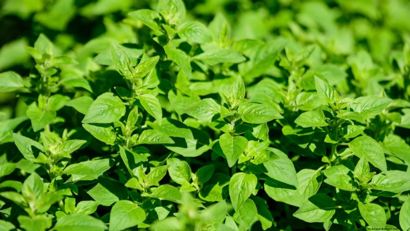 Best European Herbs for Autumn Planting & Flavor