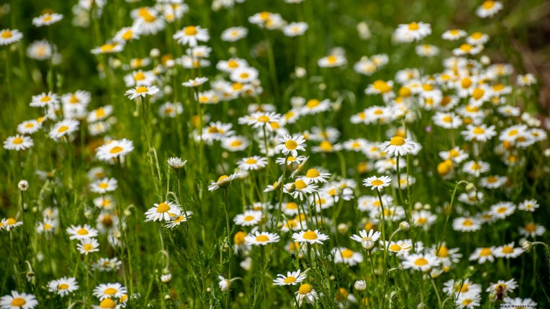 Best European Herbs for Autumn Planting & Flavor