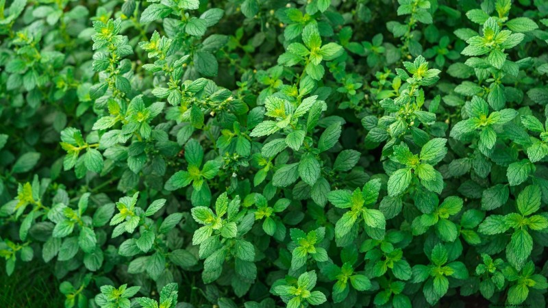 Best European Herbs for Autumn Planting & Flavor