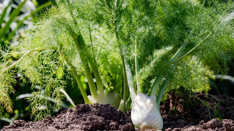 Best European Herbs for Autumn Planting & Flavor