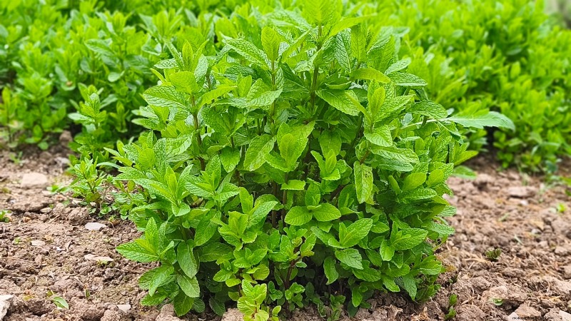 Best European Herbs for Autumn Planting & Flavor