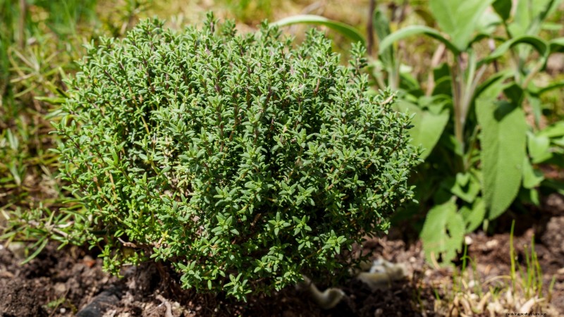 Best European Herbs for Autumn Planting & Flavor