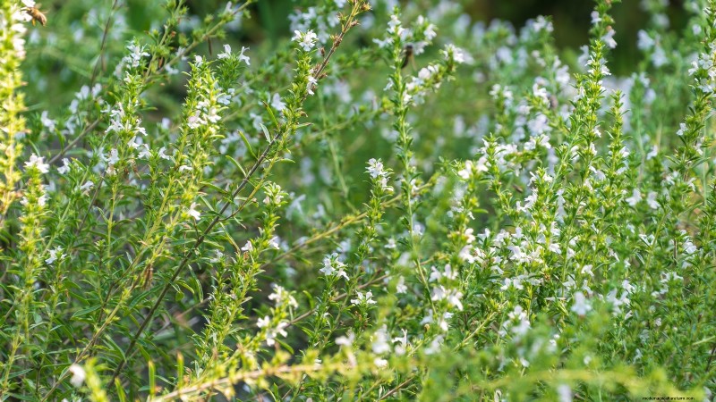 Best European Herbs for Autumn Planting & Flavor