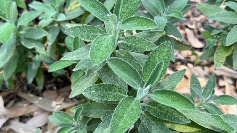 Best European Herbs for Autumn Planting & Flavor