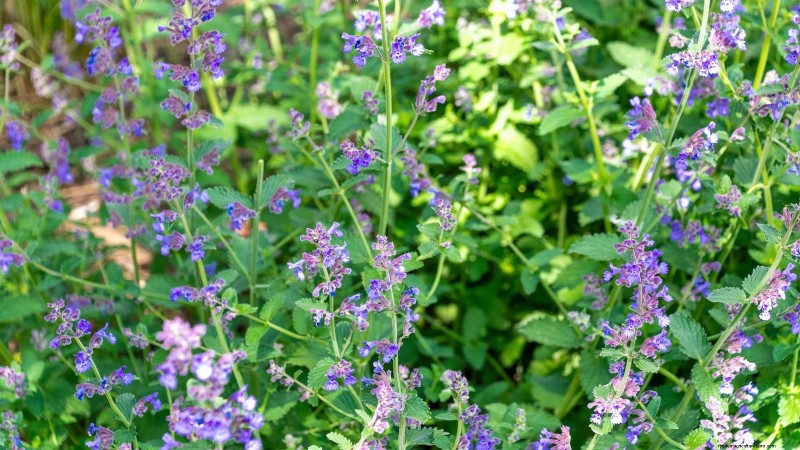 Best European Herbs for Autumn Planting & Flavor