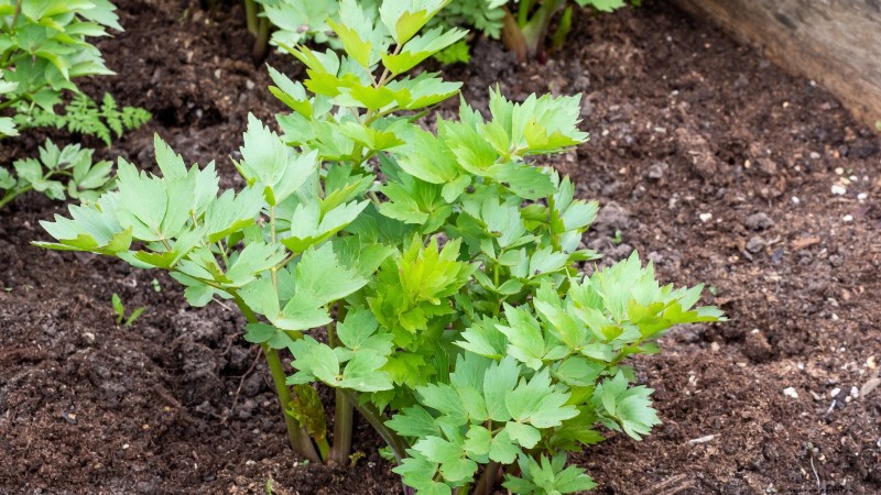 Best European Herbs for Autumn Planting & Flavor