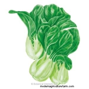 Best Vegetables to Plant in September for a Fall Harvest