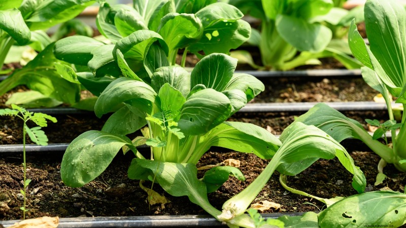 Best Vegetables to Plant in September for a Fall Harvest