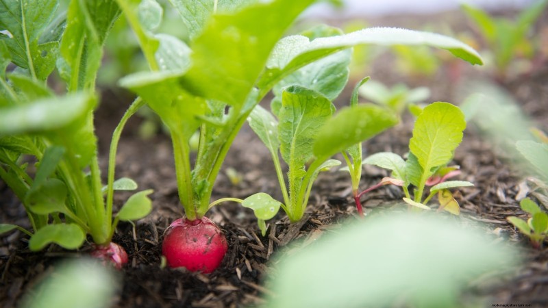 Best Vegetables to Plant in September for a Fall Harvest