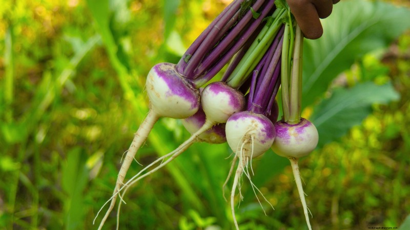 Best Vegetables to Plant in September for a Fall Harvest