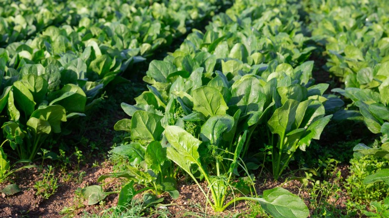 Best Vegetables to Plant in September for a Fall Harvest