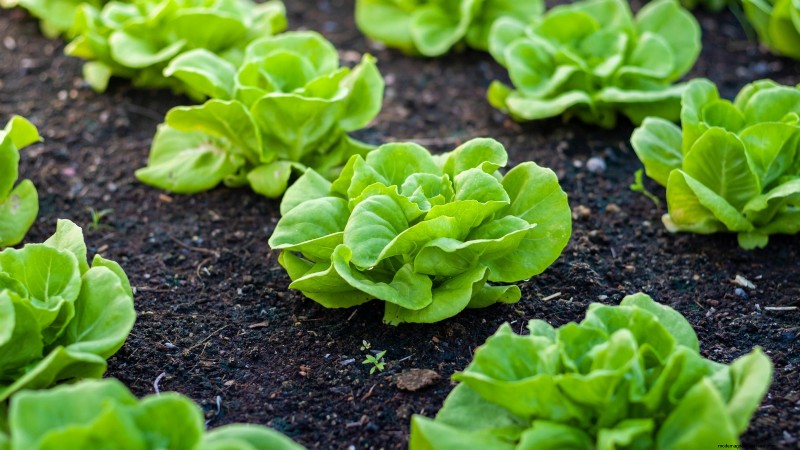 Best Vegetables to Plant in September for a Fall Harvest