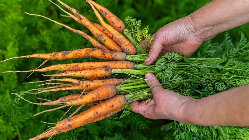 Best Vegetables to Plant in September for a Fall Harvest