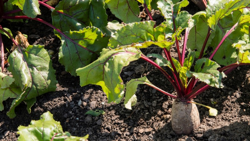 Best Vegetables to Plant in September for a Fall Harvest