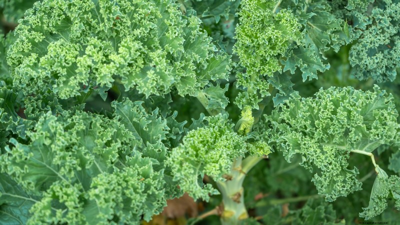 Best Vegetables to Plant in September for a Fall Harvest