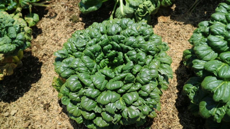 Best Vegetables to Plant in September for a Fall Harvest