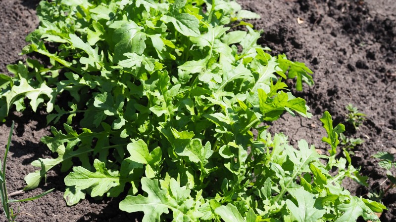 Best Vegetables to Plant in September for a Fall Harvest