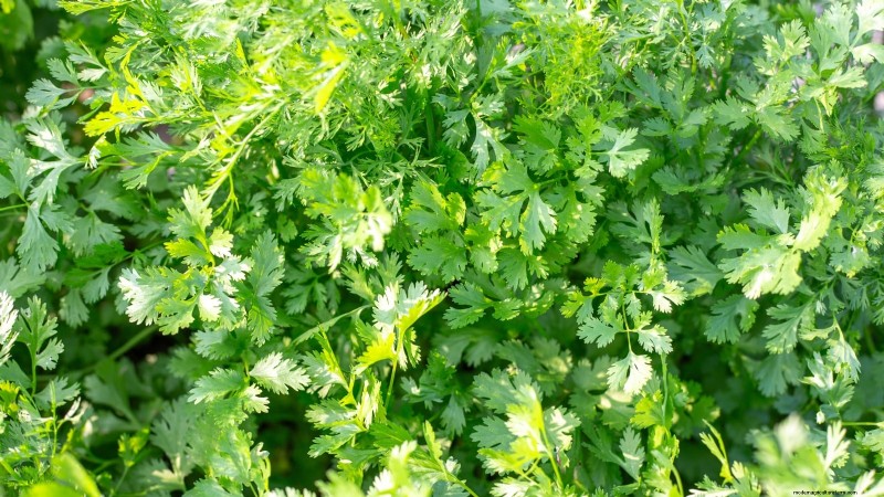 Best Vegetables to Plant in September for a Fall Harvest