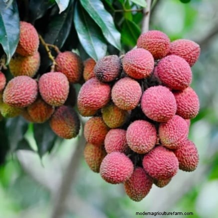Post-Harvest Pruning for Fruit Trees: A Guide