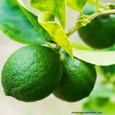 Post-Harvest Pruning for Fruit Trees: A Guide