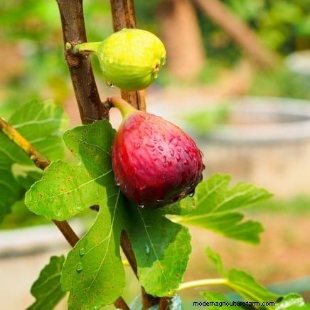 Post-Harvest Pruning for Fruit Trees: A Guide