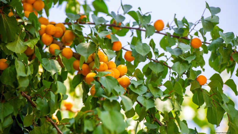 Post-Harvest Pruning for Fruit Trees: A Guide