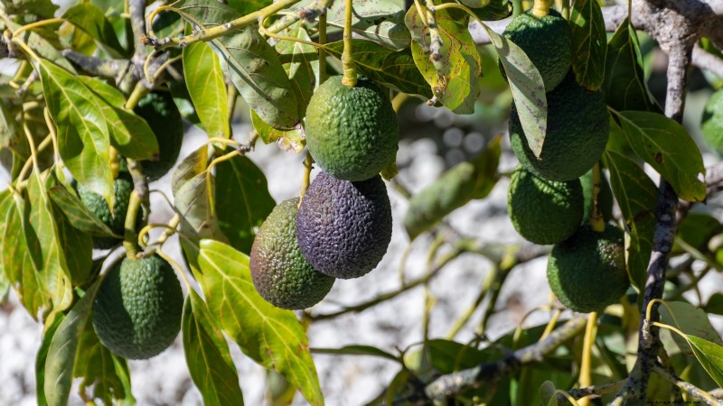 Post-Harvest Pruning for Fruit Trees: A Guide