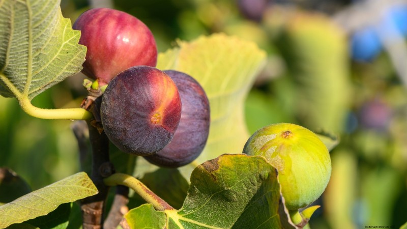 Post-Harvest Pruning for Fruit Trees: A Guide