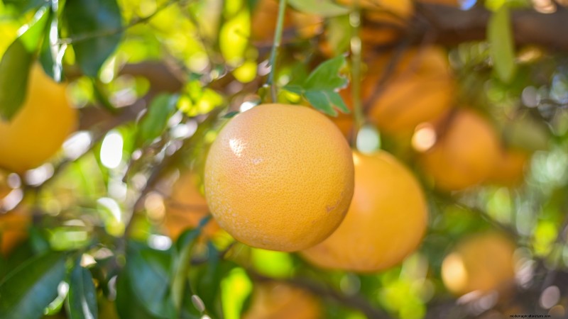 Post-Harvest Pruning for Fruit Trees: A Guide