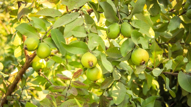 Post-Harvest Pruning for Fruit Trees: A Guide