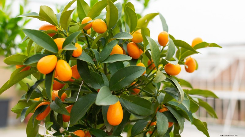 Post-Harvest Pruning for Fruit Trees: A Guide